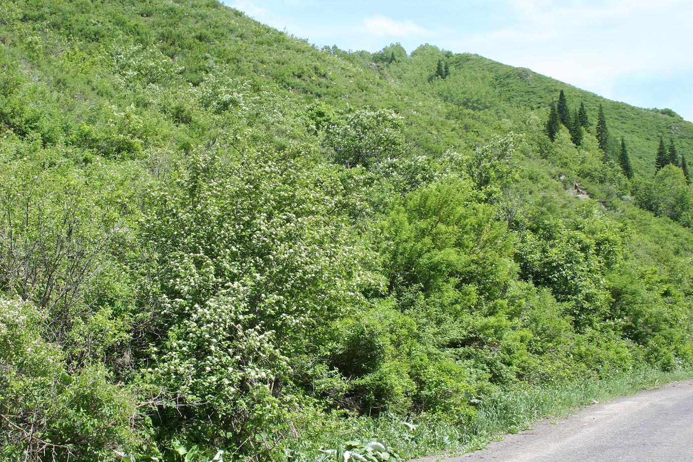 Изображение особи Crataegus chlorocarpa.