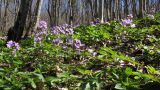 Cardamine quinquefolia