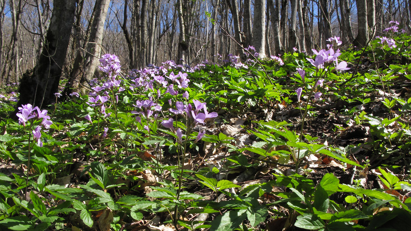 Изображение особи Cardamine quinquefolia.