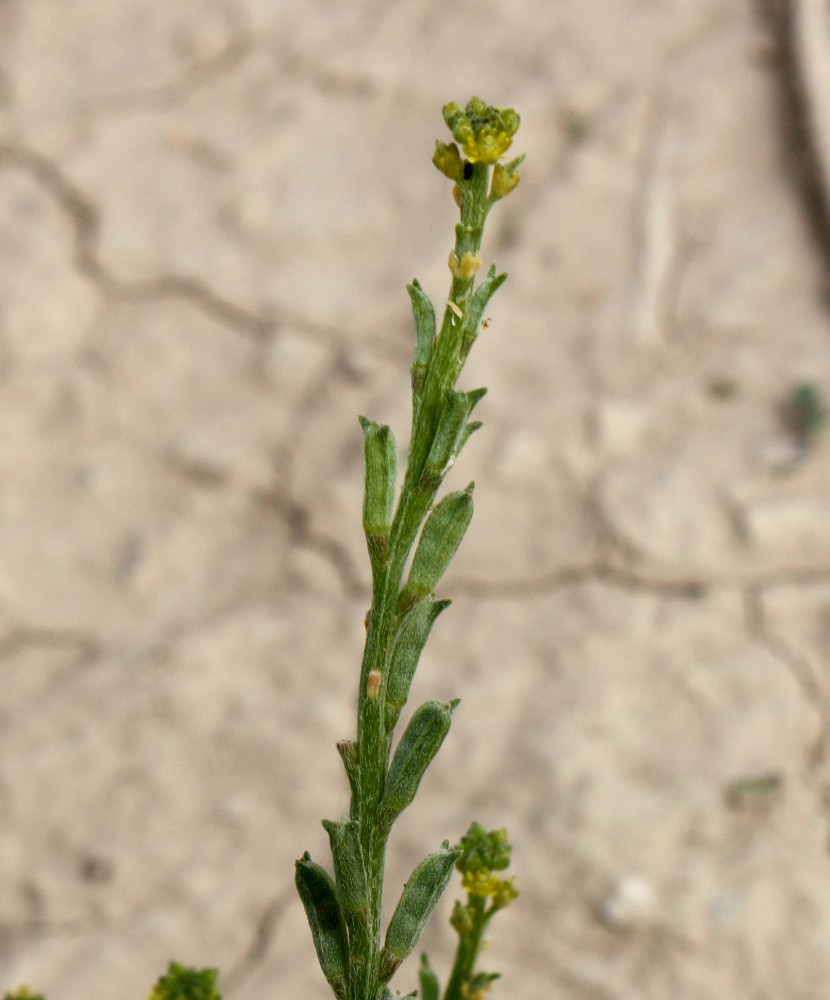 Image of Notoceras bicorne specimen.