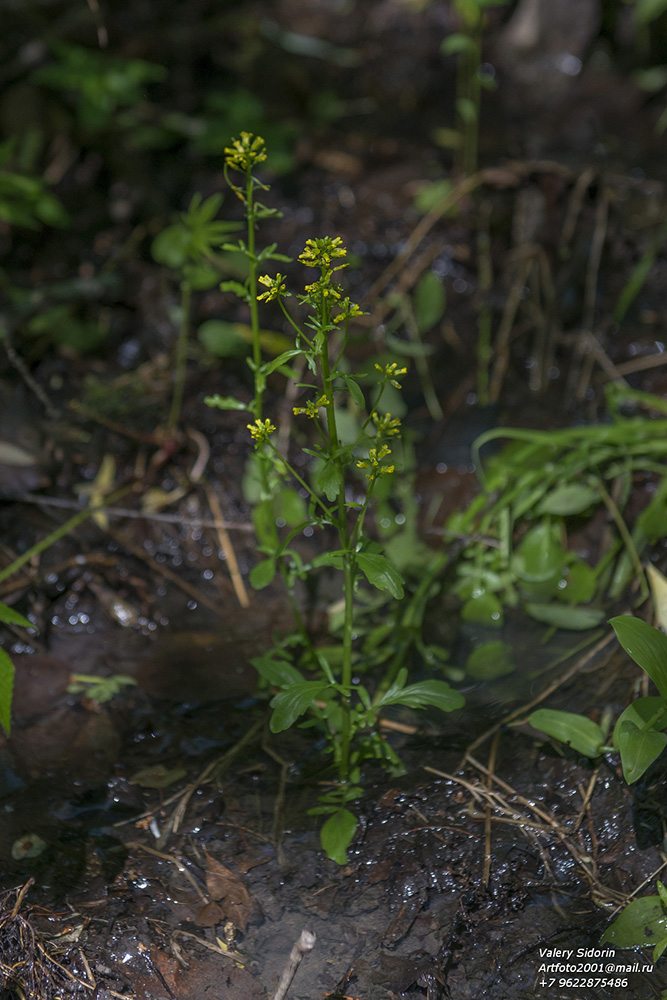 Image of Barbarea orthoceras specimen.