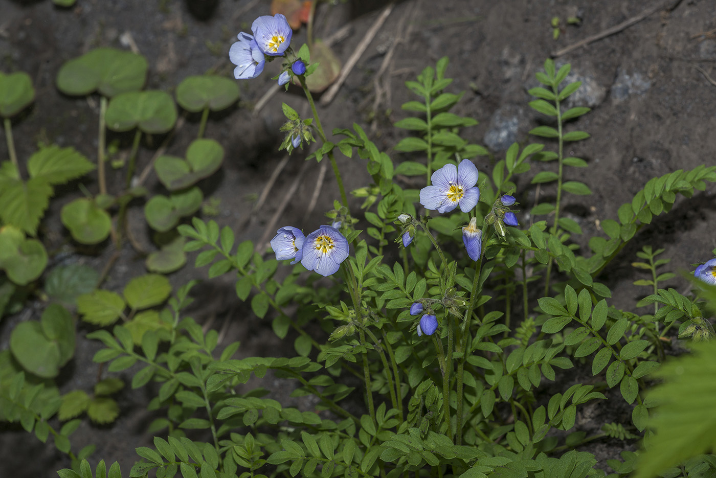 Изображение особи Polemonium boreale.