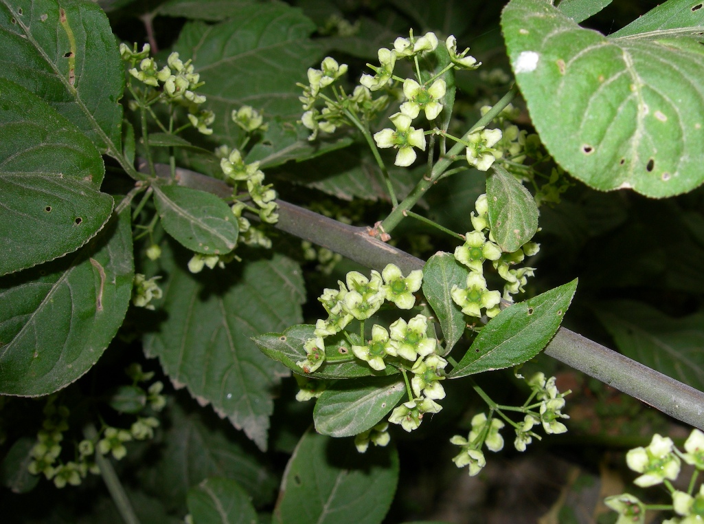 Image of Euonymus sieboldianus specimen.