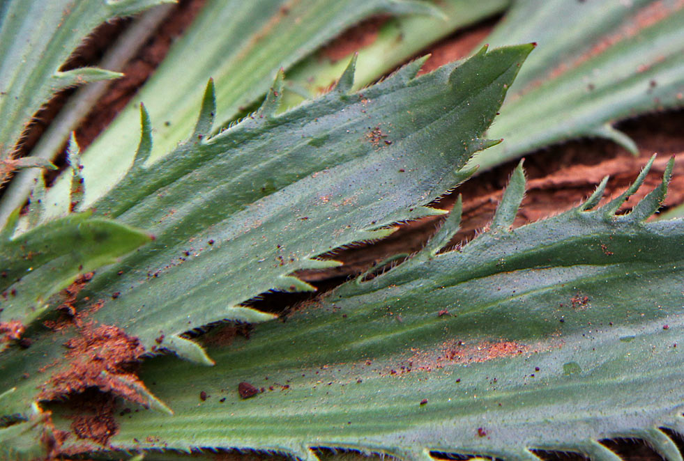 Image of Plantago serraria specimen.