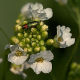 Image of taxon representative. Author is Ростислав Лежоев
