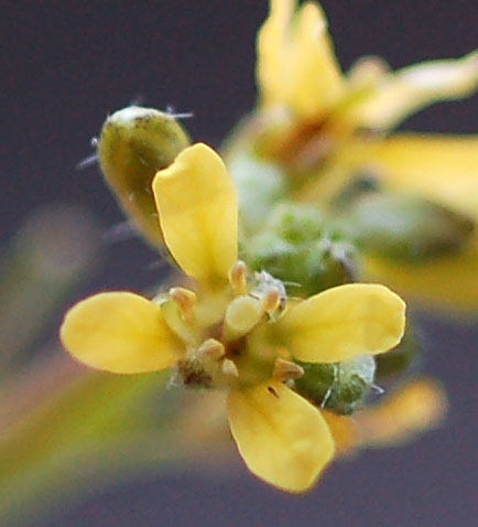 Image of Sisymbrium officinale specimen.