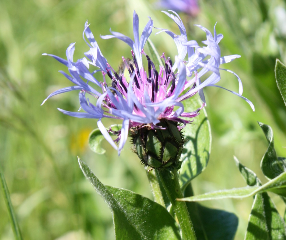 Image of Centaurea triumfettii specimen.