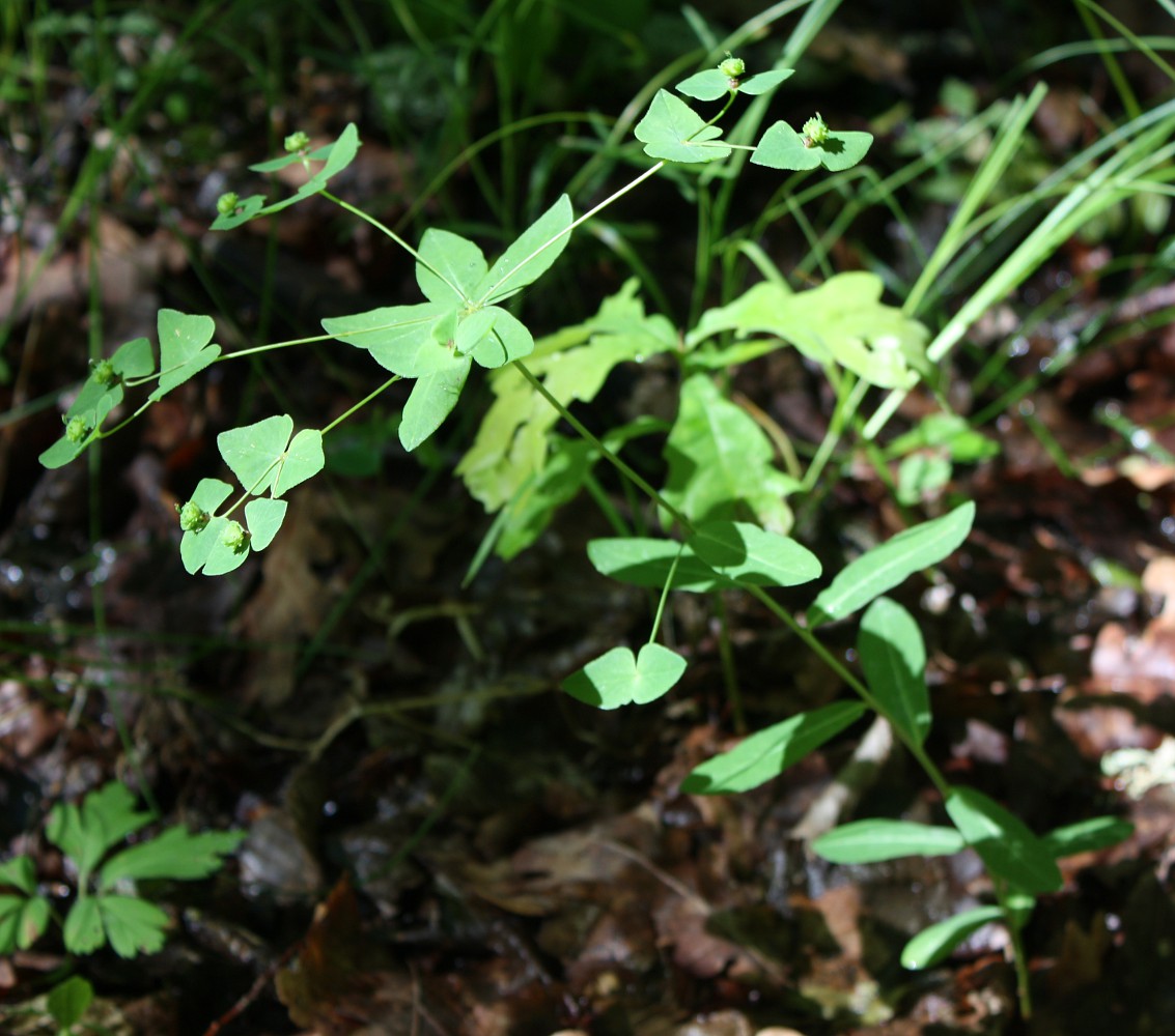 Image of Euphorbia dulcis specimen.