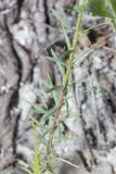 Linum tenuifolium. Часть побега. Крым, Бахчисарайский р-н, пос. Куйбышево. 31.05.2014.