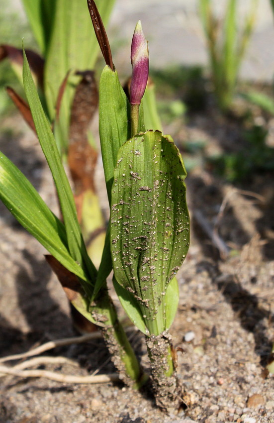 Image of Bletilla striata specimen.