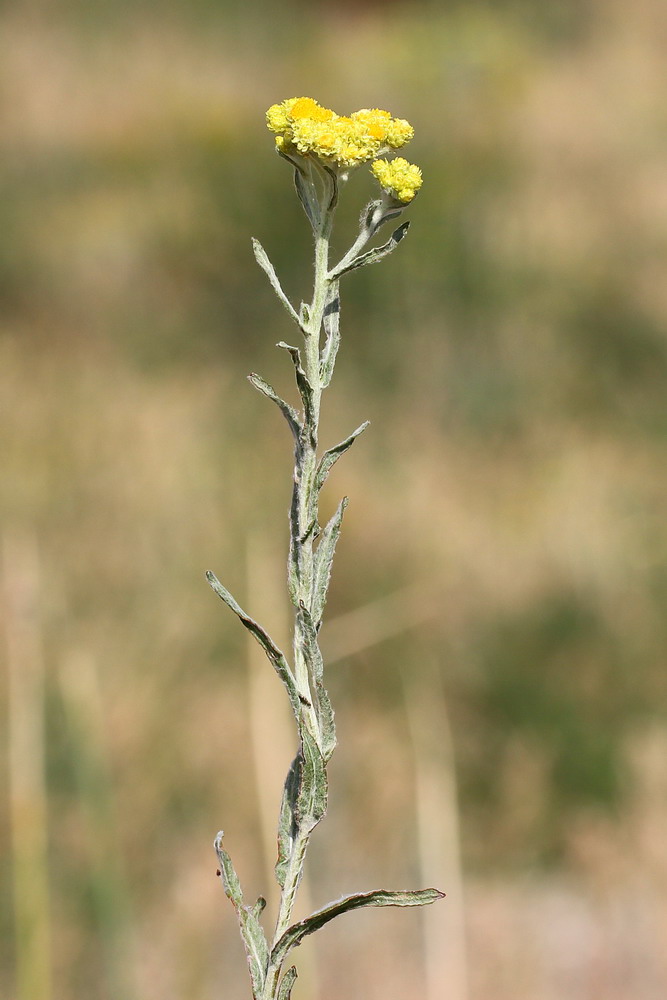 Изображение особи Helichrysum arenarium.