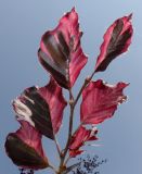 Fagus sylvatica. Побег ('Purpurea Tricolor'); у листьев видна их нижняя сторона. Германия, г. Дюссельдорф, Ботанический сад университета. 02.06.2014.