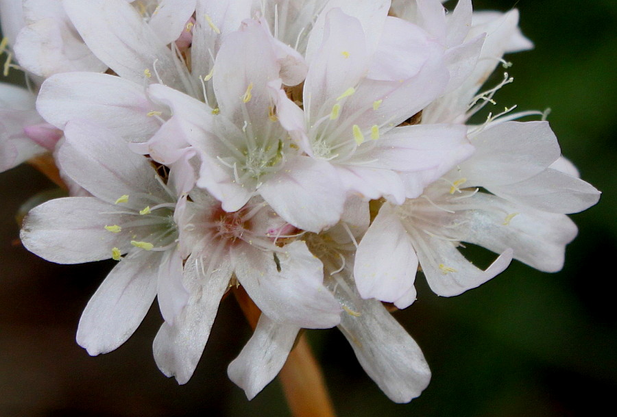 Image of Armeria alliacea specimen.
