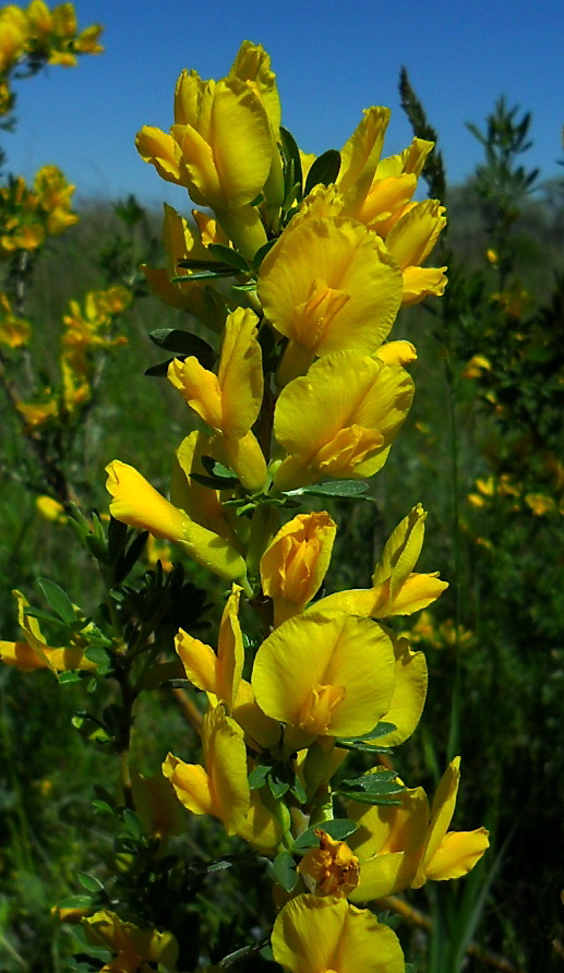 Image of Chamaecytisus borysthenicus specimen.