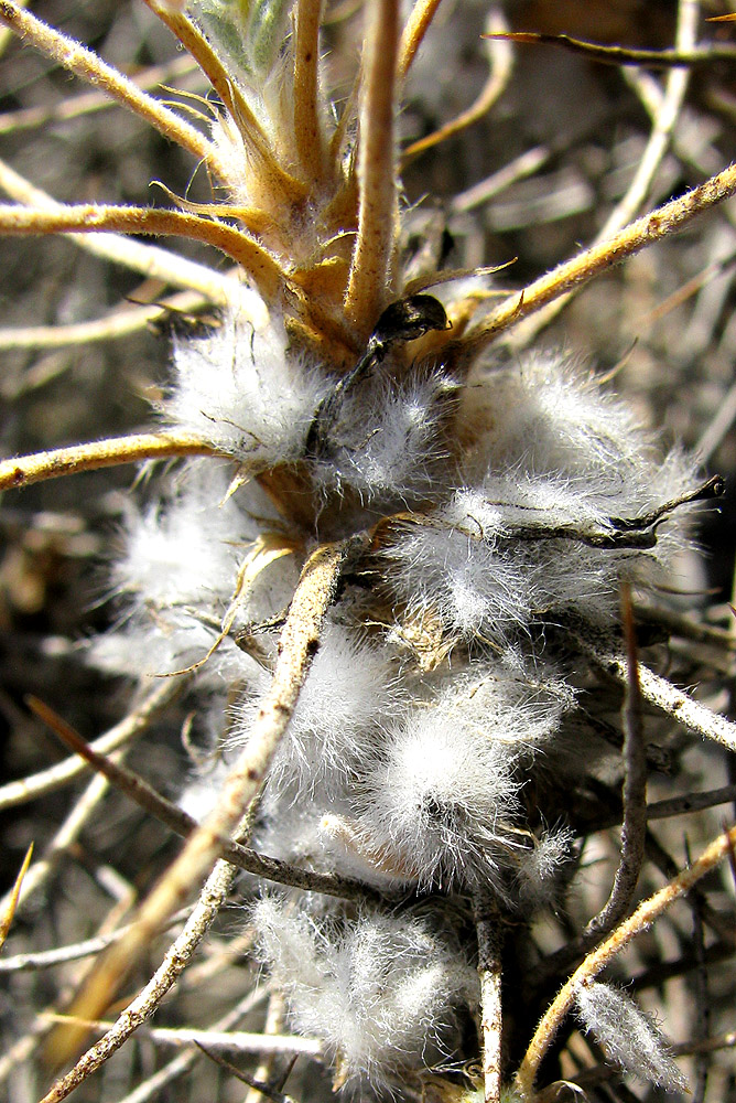 Изображение особи Astragalus arnacanthoides.