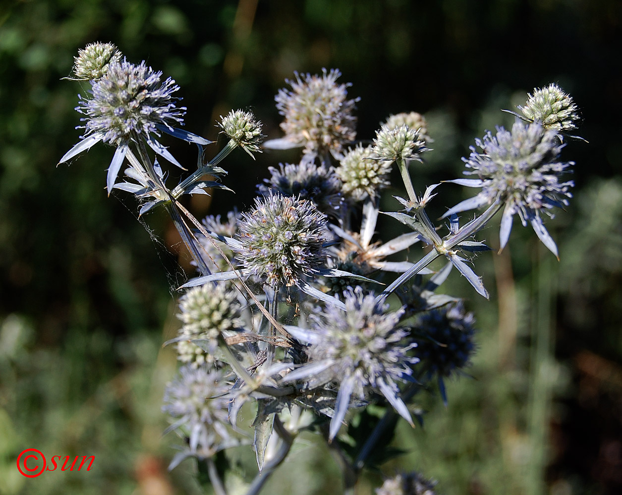 Изображение особи Eryngium planum.