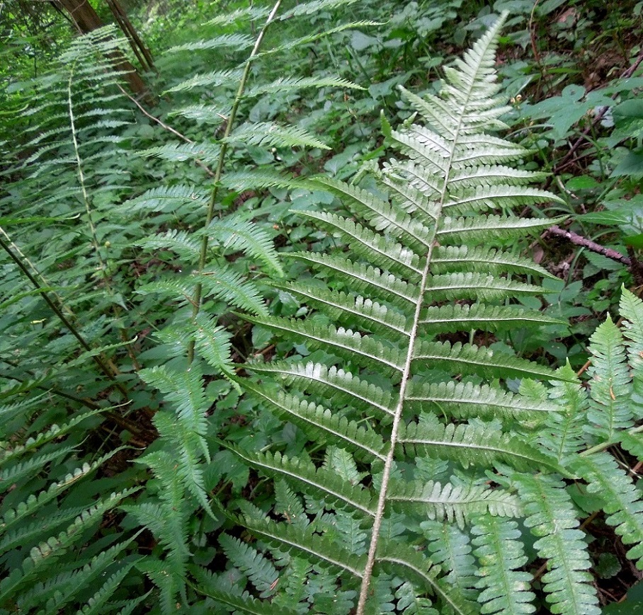 Image of Dryopteris filix-mas specimen.