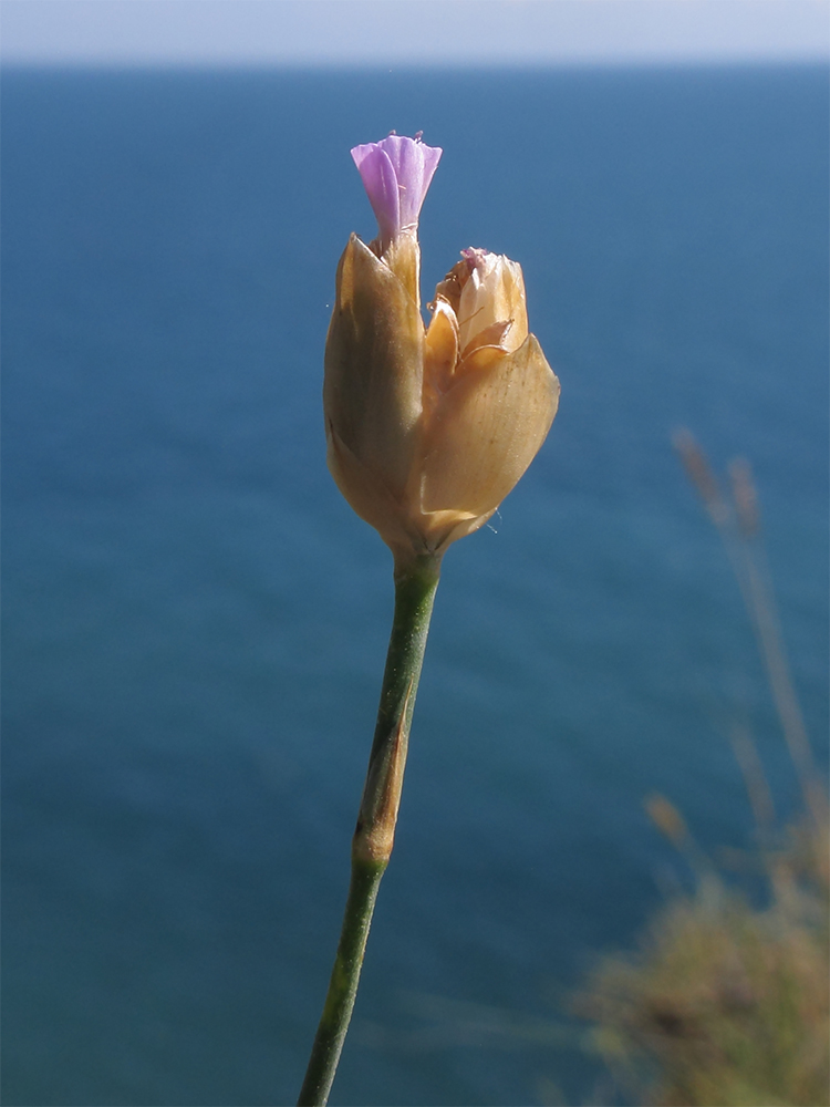 Изображение особи Petrorhagia prolifera.