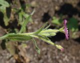 Epilobium villosum. Верхушка побега с бутонами, цветком и отцветшим цветком. Украина, г. Запорожье, пос. Солнечный, балка. 20.07.2014.