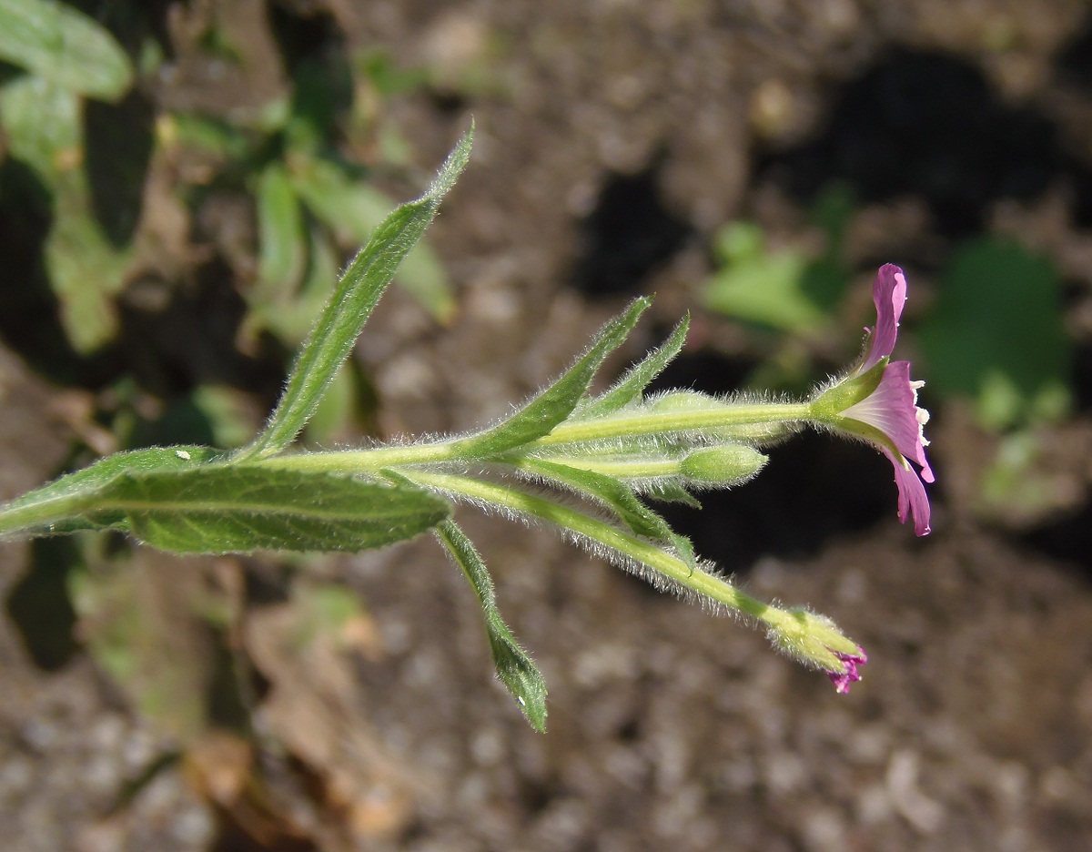 Image of Epilobium villosum specimen.