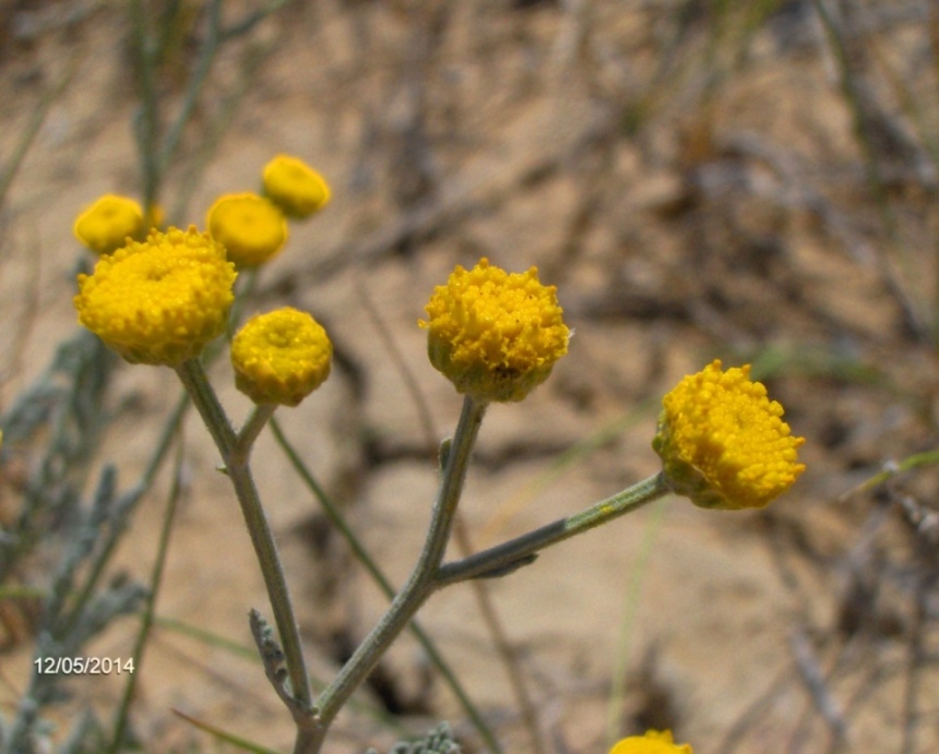 Image of Tanacetum kittaryanum specimen.