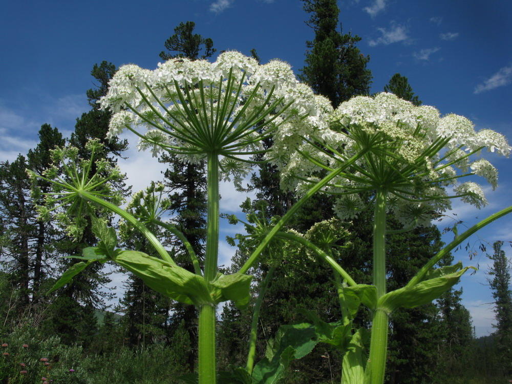 Image of Heracleum dissectum specimen.