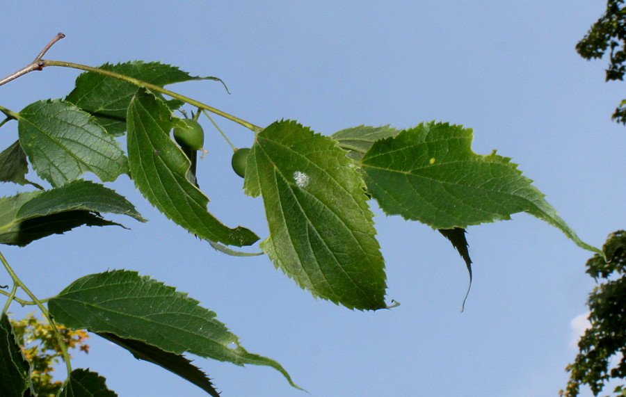 Image of Celtis australis specimen.