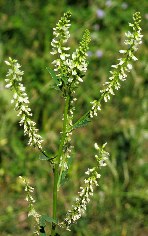Image of Melilotus albus specimen.