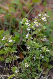 Euphrasia frigida