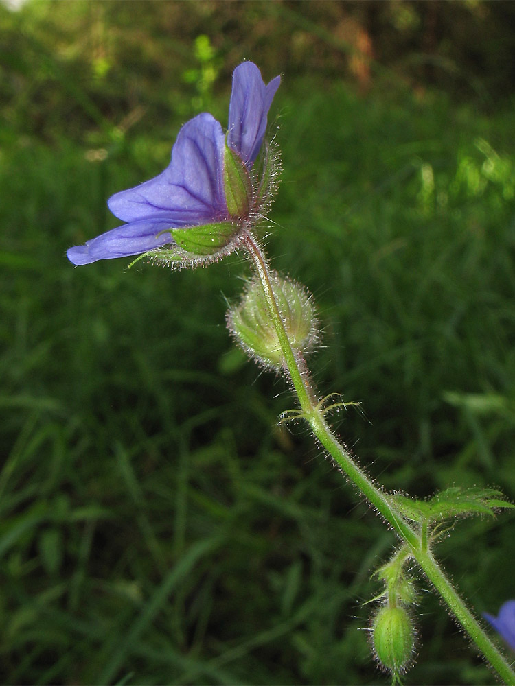 Изображение особи Geranium bohemicum.