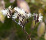 Syneilesis aconitifolia. Верхушка плодоносящего растения. Амурская обл., в 38 км севернее г. Благовещенск, подножие холма. 22.09.2014.