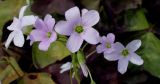 Oxalis triangularis. Соцветие. Германия, г. Крефельд, Ботанический сад. 06.09.2014.