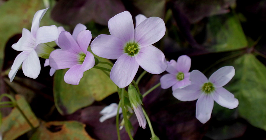 Изображение особи Oxalis triangularis.