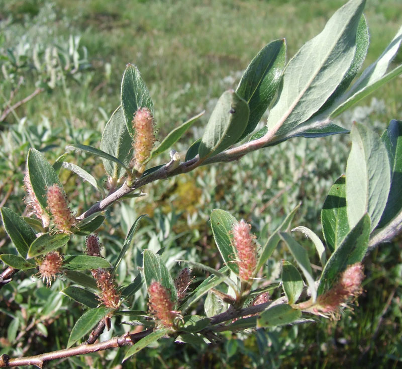 Image of Salix glauca specimen.