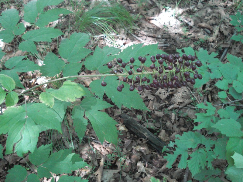 Изображение особи Actaea asiatica.