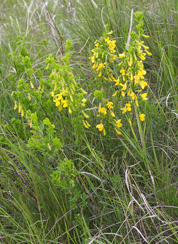 Image of Caragana frutex specimen.