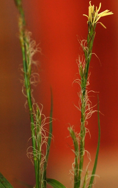 Изображение особи Carex bostrychostigma.