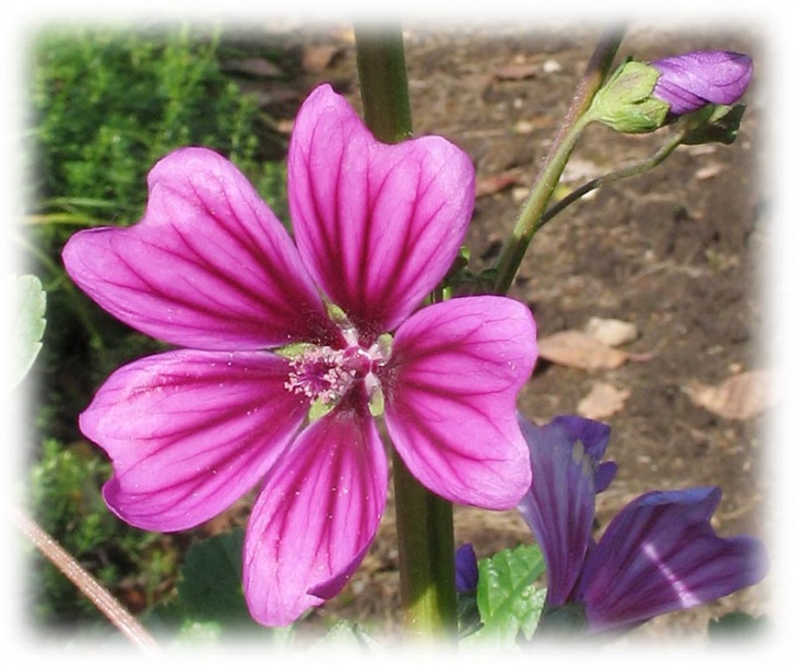 Image of Malva mauritiana specimen.