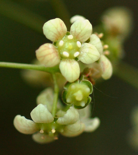 Изображение особи Euonymus maximowiczianus.