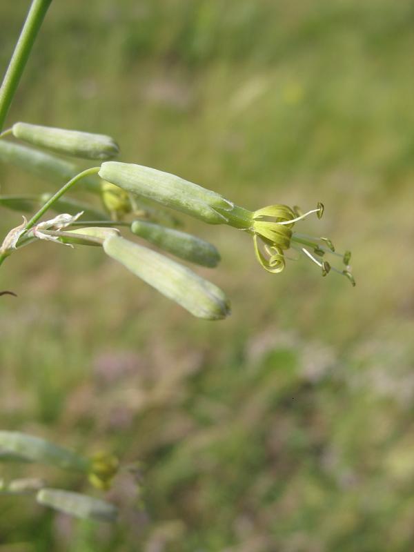 Image of Silene chlorantha specimen.