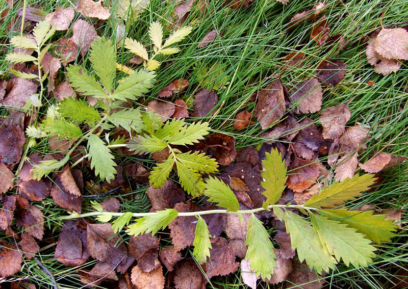 Изображение особи Potentilla anserina ssp. groenlandica.