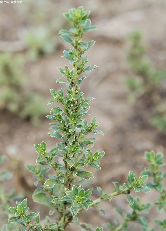 Image of Amaranthus albus specimen.