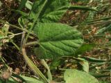 Convolvulus betonicifolius