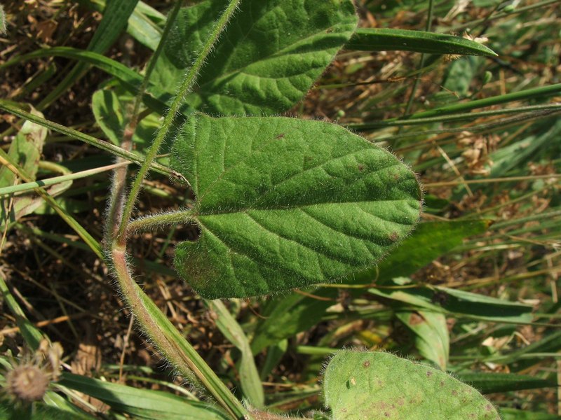 Изображение особи Convolvulus betonicifolius.