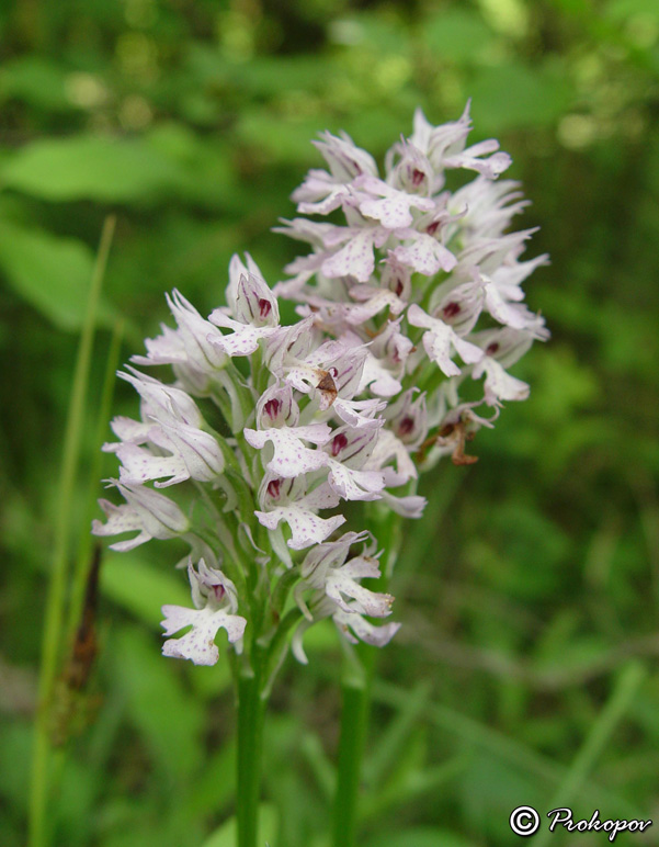 Image of Neotinea tridentata specimen.