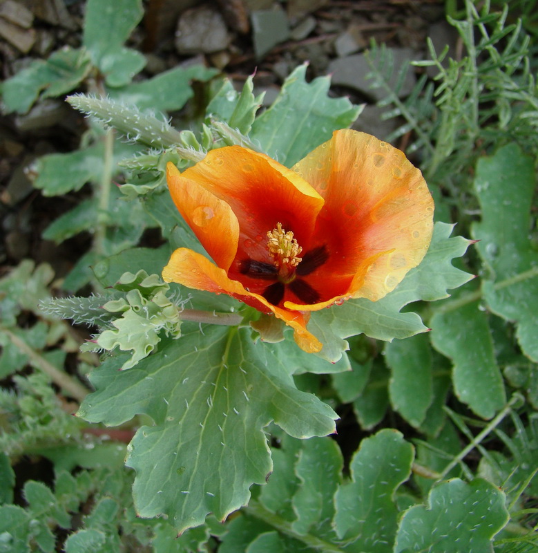 Image of Glaucium elegans specimen.