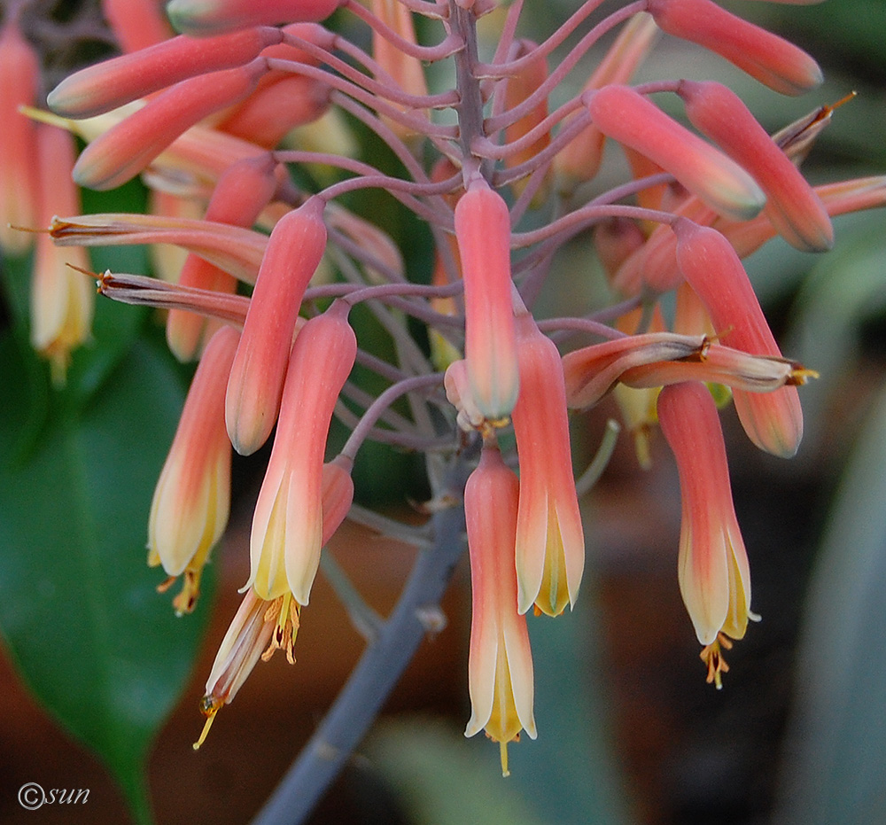 Image of genus Aloe specimen.