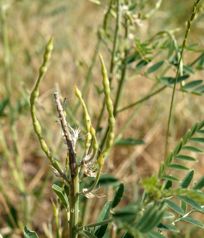 Image of Pseudosophora alopecuroides specimen.