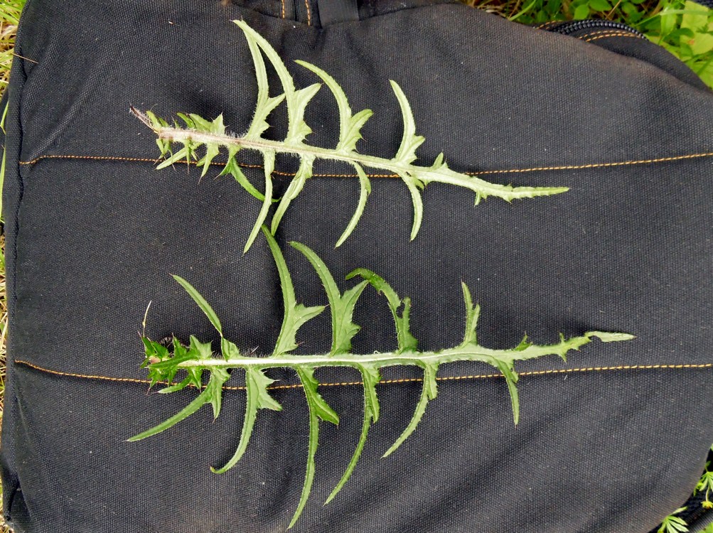 Image of Cirsium palustre specimen.