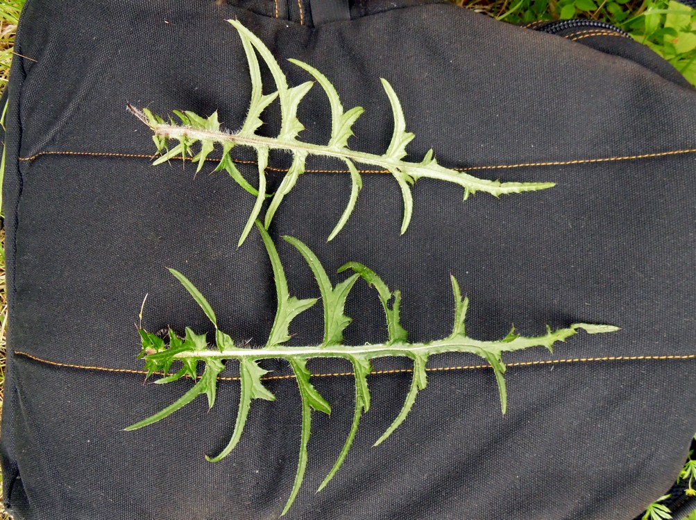 Изображение особи Cirsium palustre.